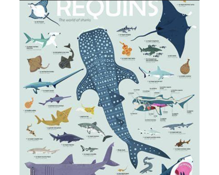 Poster XXL + stickers - POPPIK - LES REQUINS