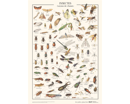 Affiche/planche Insectes - LES JOLIES PLANCHES