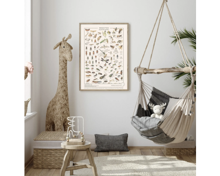 Affiche/planche Insectes - LES JOLIES PLANCHES