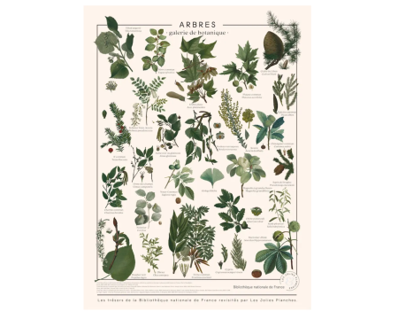 Affiche/planche Arbres - LES JOLIES PLANCHES