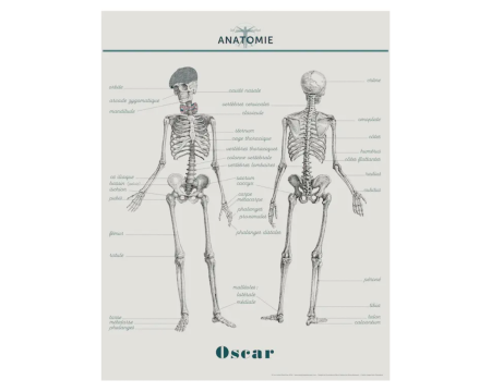 Affiche/planche Anatomie Oscar - LES JOLIES PLANCHES