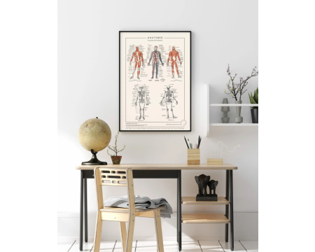 Affiche/planche Anatomie Détaillée - LES JOLIES PLANCHES