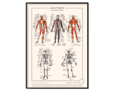 Affiche/planche Anatomie Détaillée - LES JOLIES PLANCHES