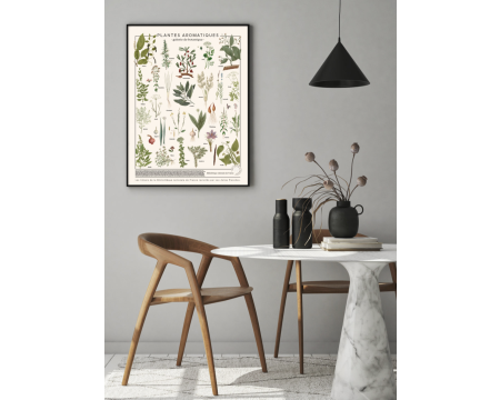 Affiche/planche Plantes aromatiques - LES JOLIES PLANCHES