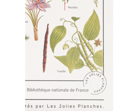Affiche/planche Plantes aromatiques - LES JOLIES PLANCHES